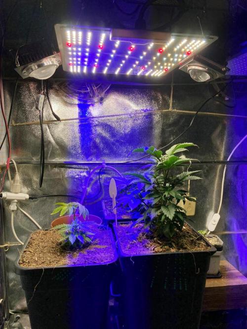 3M 🍁 NL x Thai. Week 3