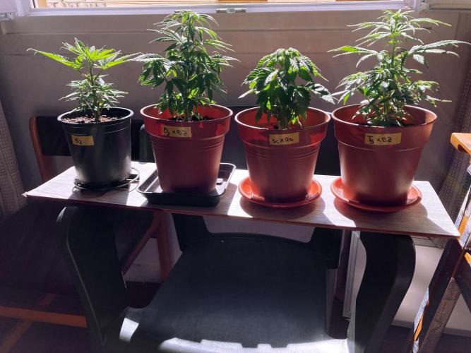 3M 🤪 Crossbreeding. Week 6