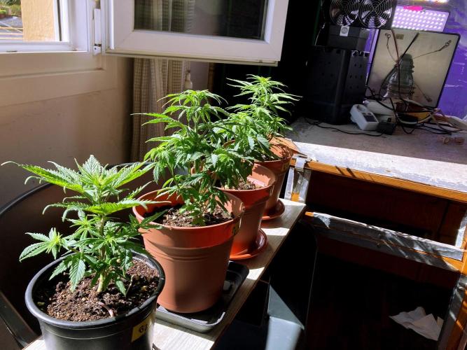 3M 🤪 Crossbreeding. Week 6