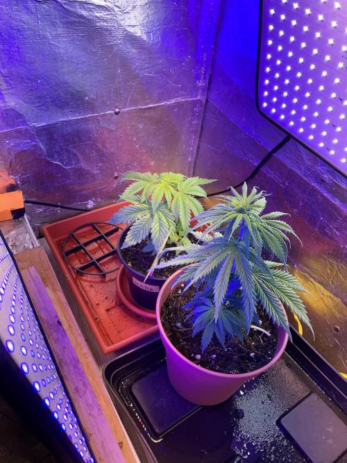 3M 🤪 Crossbreeding. Week 6