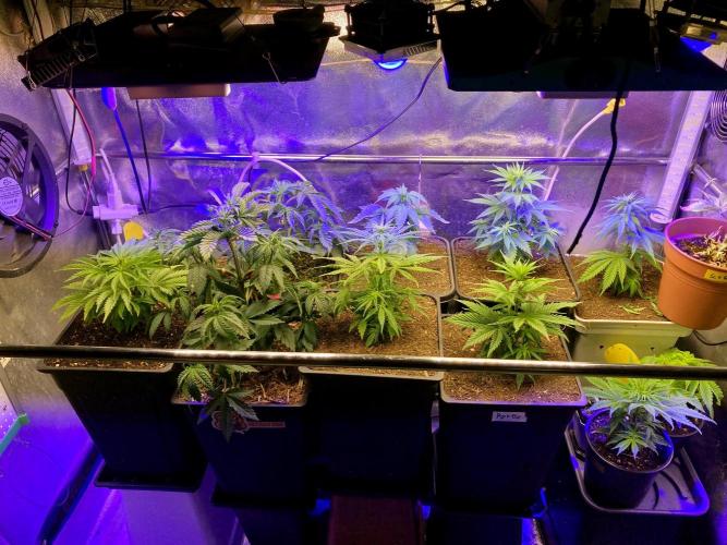 3M 🤪 Crossbreeding. Week 6
