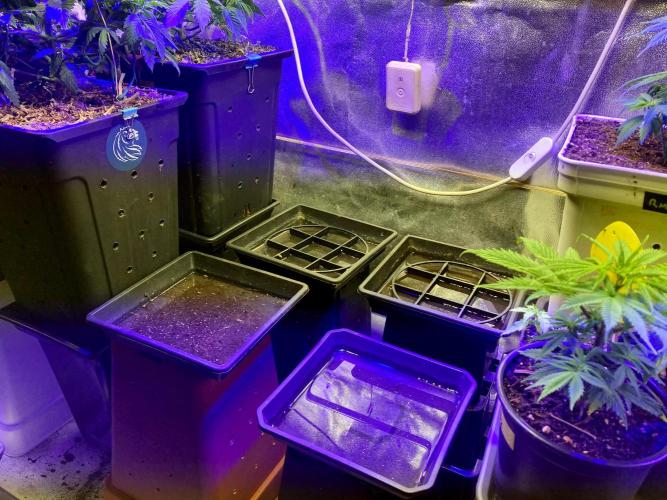 3M 🤪 Crossbreeding. Week 6