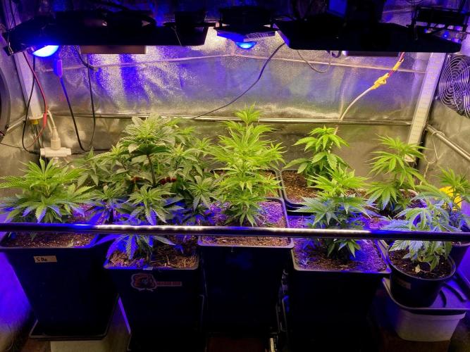 3M 🤪 Crossbreeding. Week 6