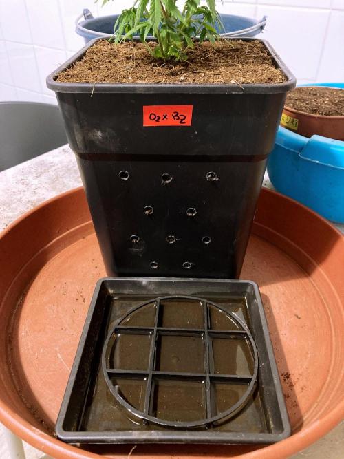 3M 🤪 Crossbreeding. Week 6