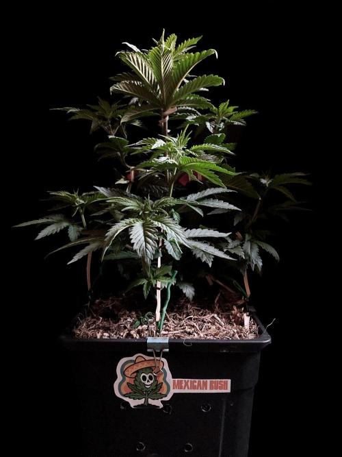 3M 🌮 Mexican Rush. Week 6