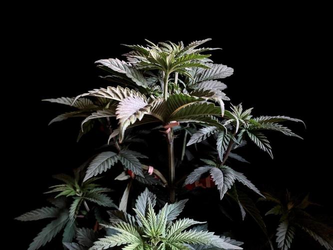 3M 🌮 Mexican Rush. Week 6