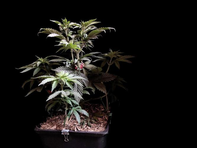 3M 🌮 Mexican Rush. Week 6