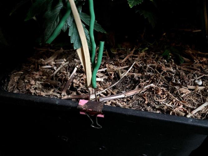 3M 🌮 Mexican Rush. Week 6 - Sacred Mulch