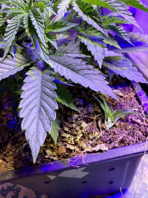 3M 🔺 Tutankhamon. Week 5