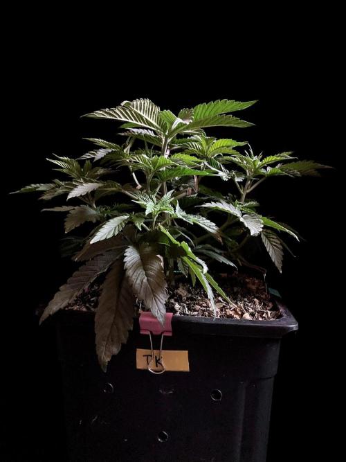 3M 🔺 Tutankhamon. Week 5