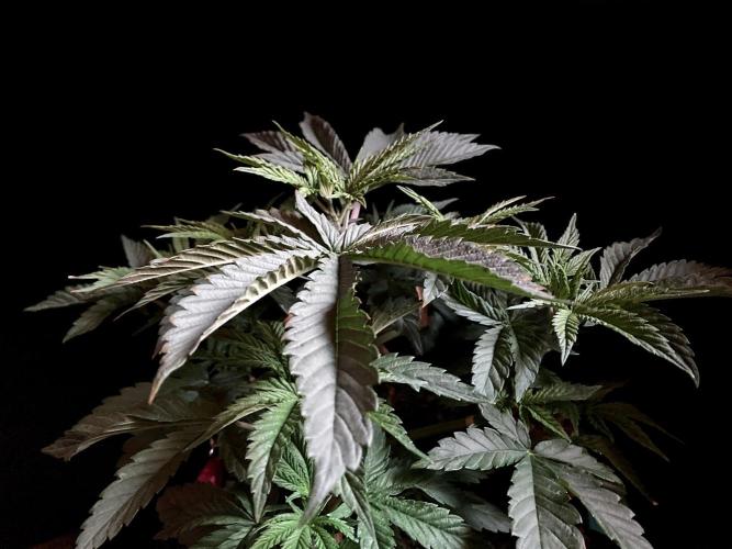 3M 🔺 Tutankhamon. Week 5