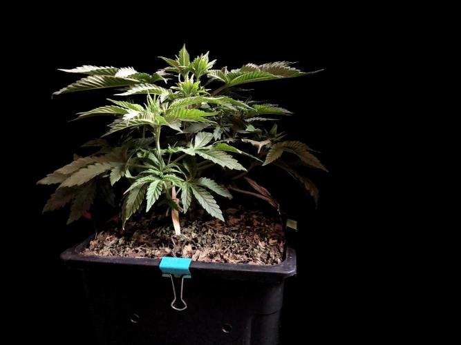 3M 🔺 Tutankhamon. Week 5