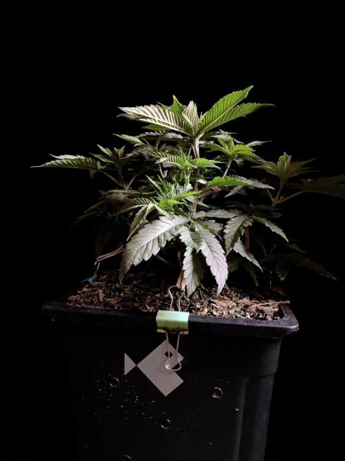 3M 🔺 Tutankhamon. Week 5