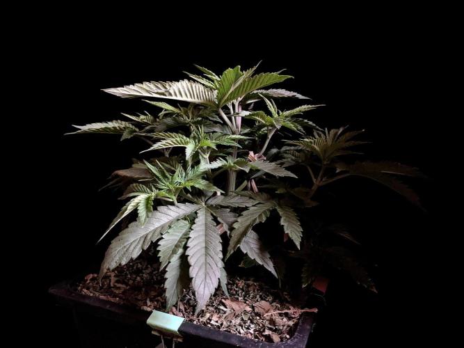 3M 🔺 Tutankhamon. Week 5