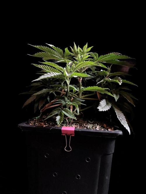 3M 🔺 Tutankhamon. Week 5