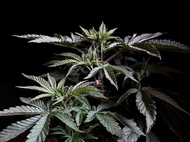 3M 🔺 Tutankhamon. Week 5