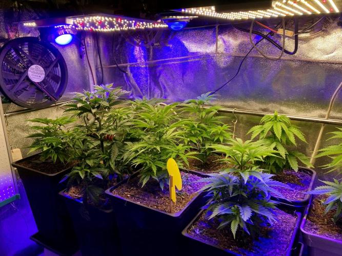 3M 🔺 Tutankhamon. Week 5