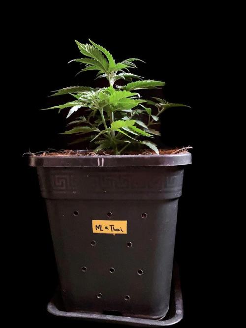 3M 🍁 NL x Thai. Week 4