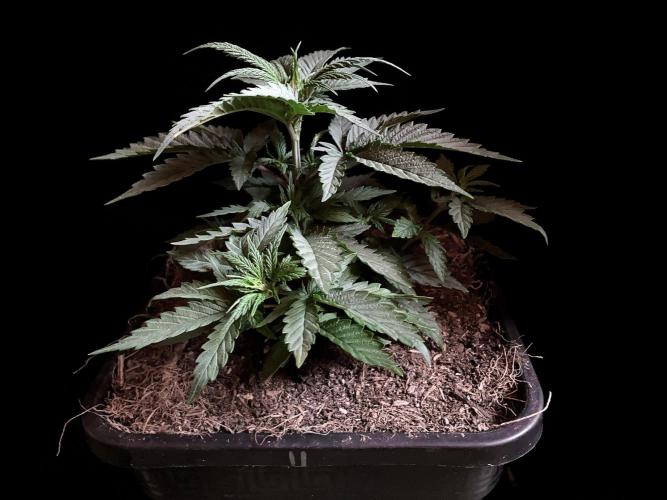 3M 🍁 NL x Thai. Week 4