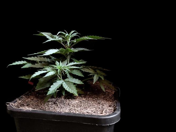 3M 🍁 NL x Thai. Week 4