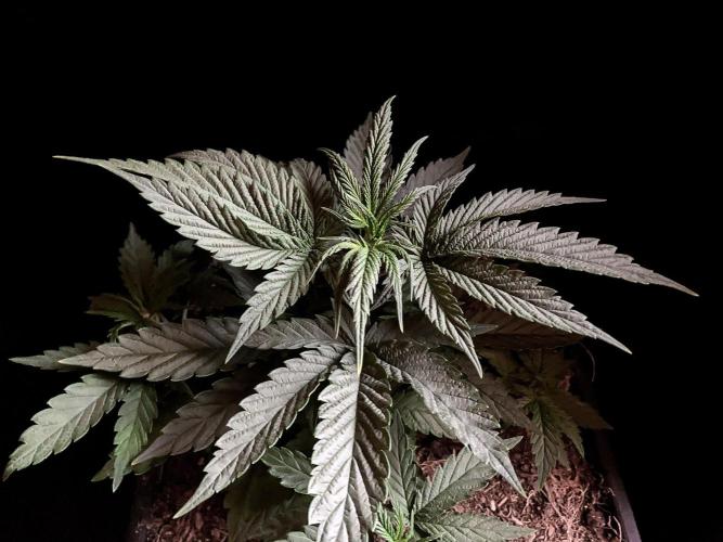 3M 🍁 NL x Thai. Week 4