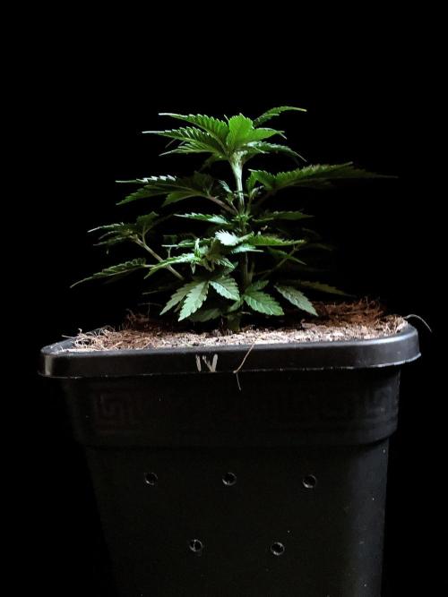 3M 🍁 NL x Thai. Week 4