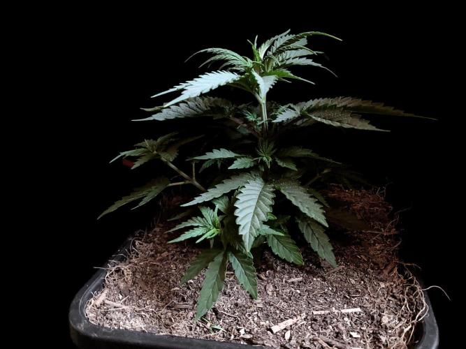 3M 🍁 NL x Thai. Week 4