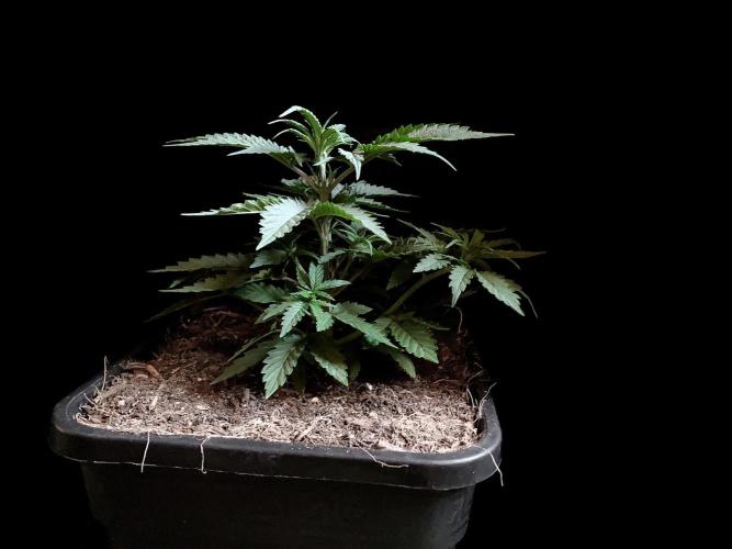 3M 🍁 NL x Thai. Week 4