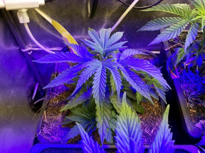 3M 🍁 NL x Thai. Week 4