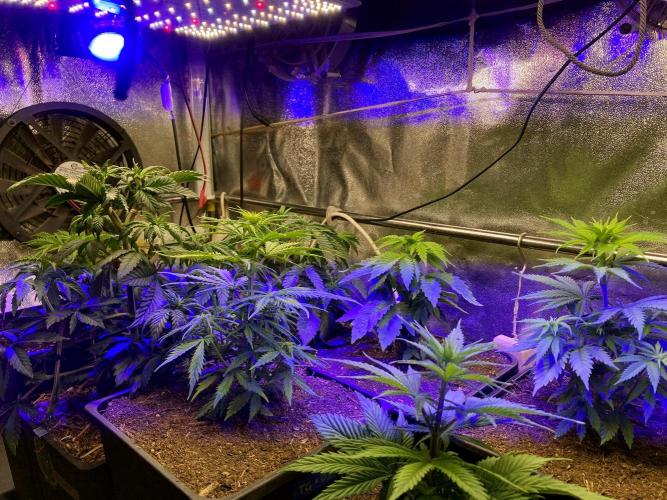 3M 🍁 NL x Thai. Week 4