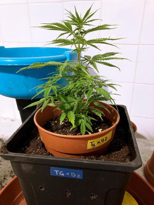3M ❌ Tangie x Brazil. Week 7