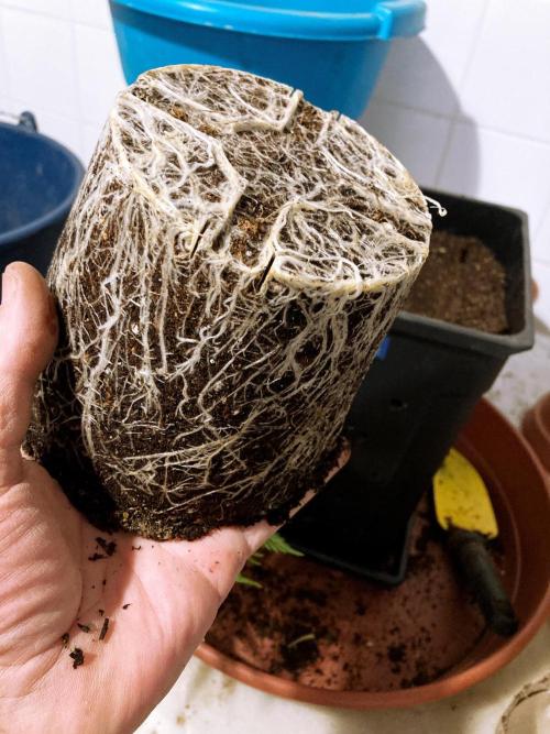 3M ❌ Tangie x Brazil. Week 7 - Roots