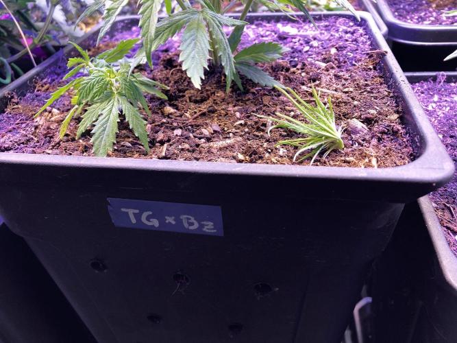 3M ❌ Tangie x Brazil. Week 7 - Apical cut