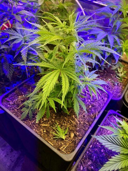 3M ❌ Tangie x Brazil. Week 7 - Apical cut