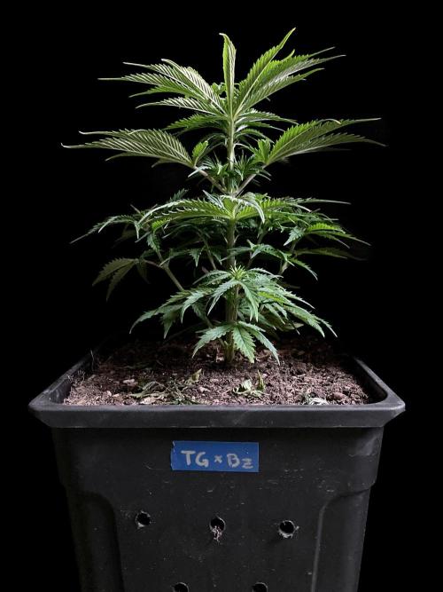 3M ❌ Tangie x Brazil. Week 7