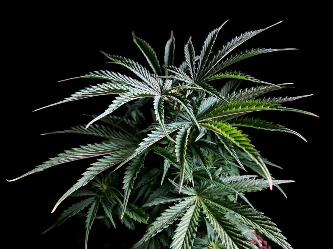 3M ❌ Tangie x Brazil. Week 7 - Apical cut