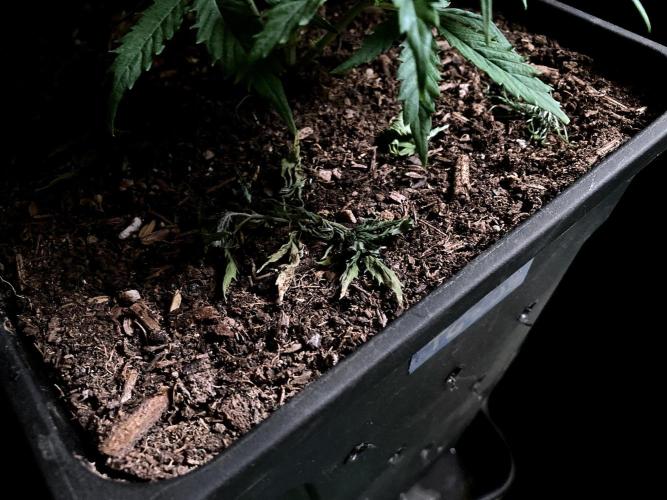3M ❌ Tangie x Brazil. Week 7 - Sacred mulch
