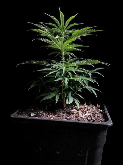3M ❌ Tangie x Brazil. Week 7