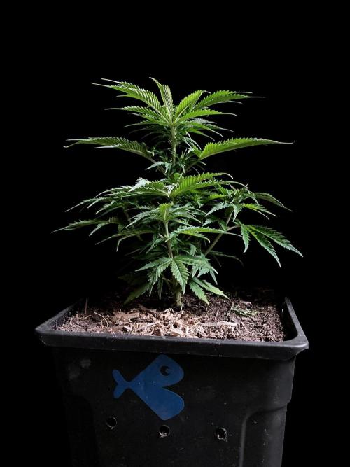 3M ❌ Tangie x Brazil. Week 7