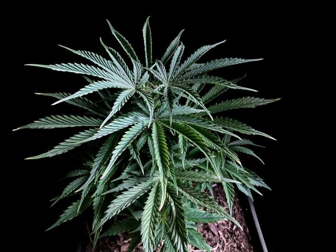 3M ❌ Tangie x Brazil. Week 7