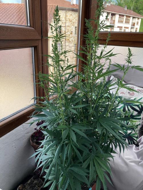 3M ❌ Tangie x Brazil. Week 7 - Dad