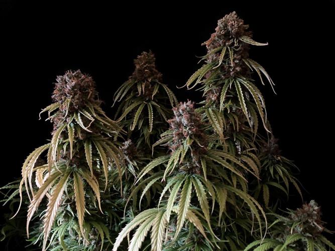 3M ❌ Tangie x Brazil. Week 7 - Mom