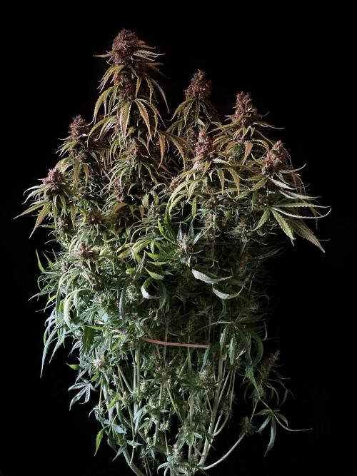 3M ❌ Tangie x Brazil. Week 7 - Mom