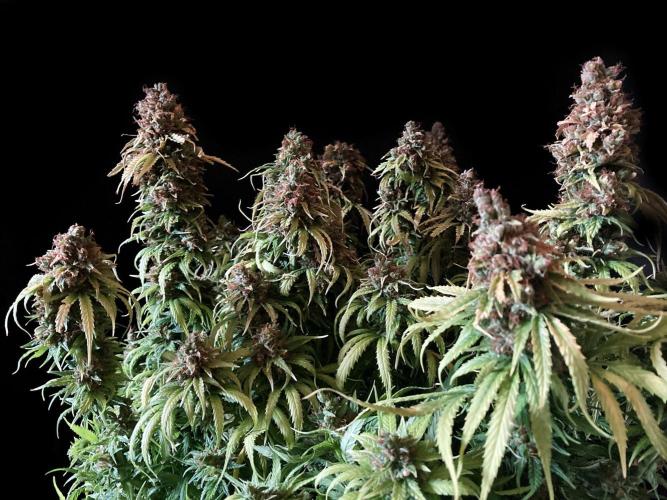 3M ❌ Tangie x Brazil. Week 7 - Mom