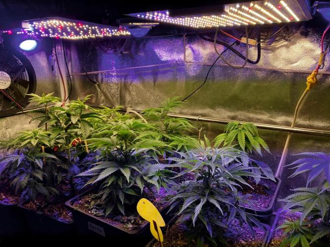 3M ❌ Tangie x Brazil. Week 7 - The new home