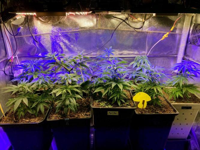 3M ❌ Tangie x Brazil. Week 7 - The new home