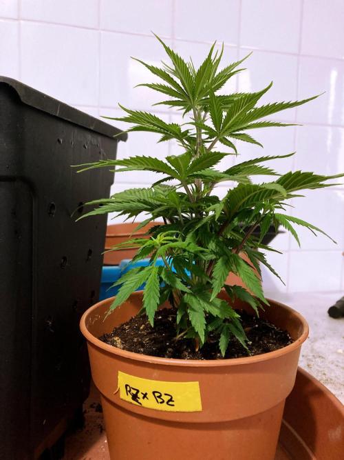 3M 👩 Runtz x Brazil. Week 7