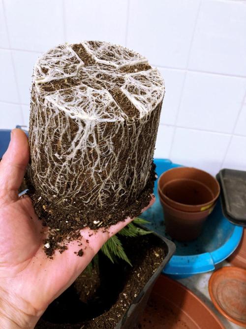 3M 👩 Runtz x Brazil. Week 7 - Roots