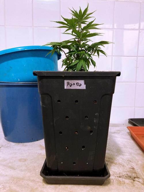 3M 👩 Runtz x Brazil. Week 7