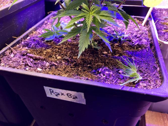 3M 👩 Runtz x Brazil. Week 7 - Apical